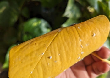 Ask Anna – Mealybugs