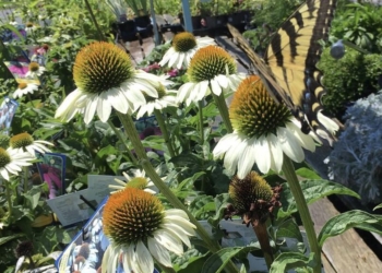 Embracing Eco-Friendly Gardening Practices