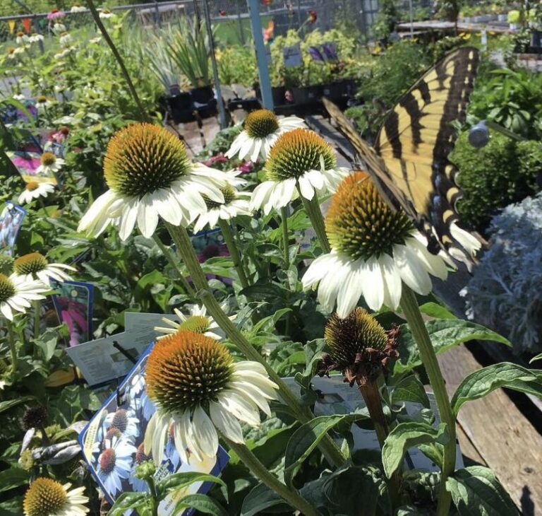 Embracing Eco-Friendly Gardening Practices