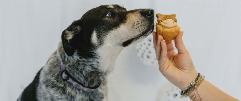 Bake a difference for animals in need with Cupcake Day for the Ontario SPCA
