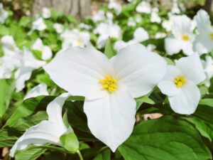 trillium, flower, blooming