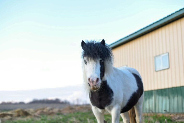 Miniature Horses As Pets: 7 Things To Consider