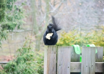 black and white bird on brown wooden fence during daytime