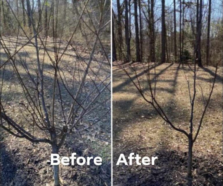 I have a fruit tree, what do I trim?