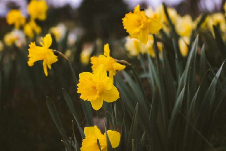 Doubling the Impact: Canadian Cancer Society’s Daffodil Month Donation Match