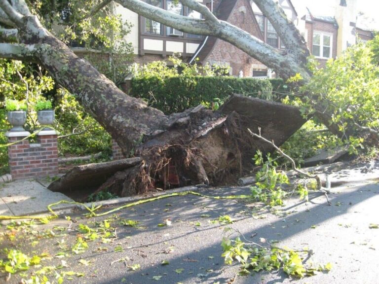 Emergency Tree Removal: An Essential Service for Homeowners