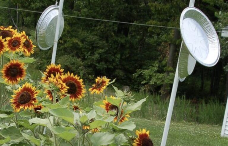 How do I keep birds out of my garden?