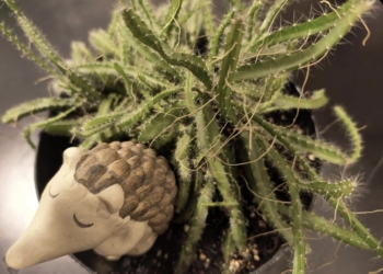 Can I cut my Cactus?