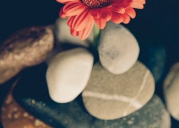 Free stock photo of blossom, flor, flower