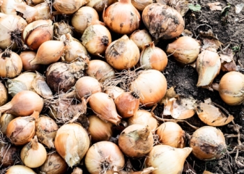 brown and white round fruits
