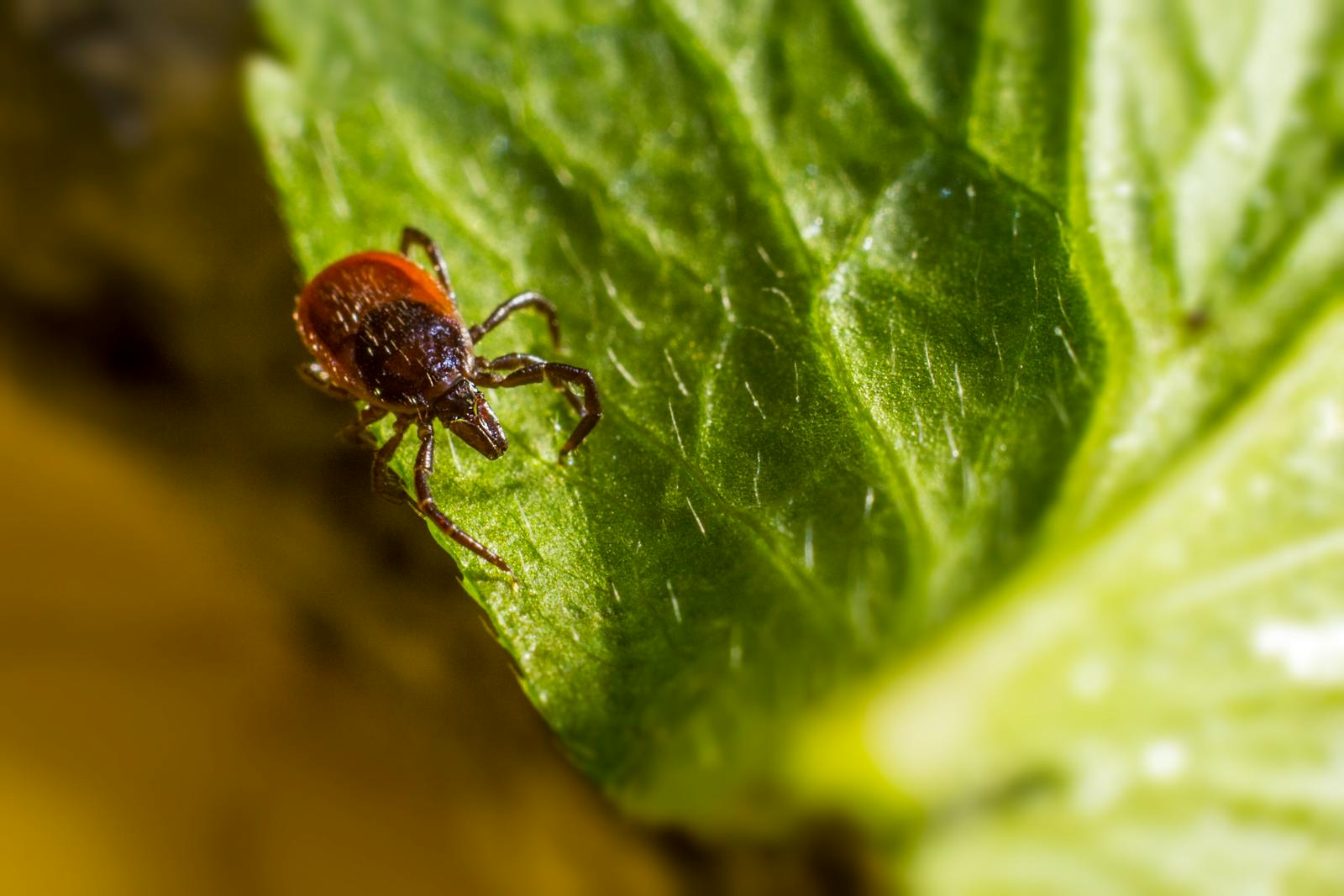 Close-up image showcasing a tick perched on a green leaf, emphasizing details.