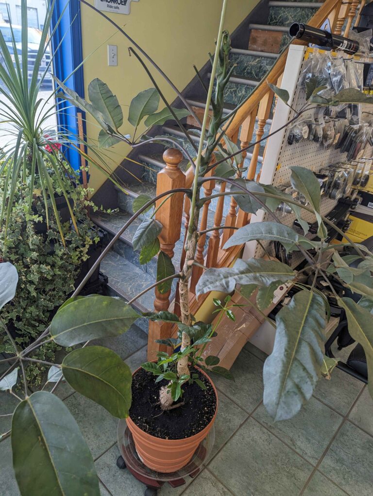 Ask Anna: November 2024 Questions