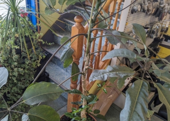 Ask Anna: November 2024 Questions