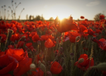 Thank you for my Freedom