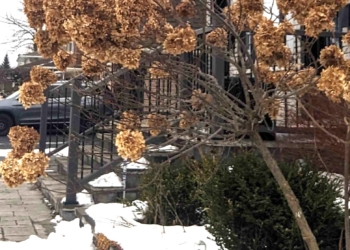 My Hydrangea tree is leaning over, help!