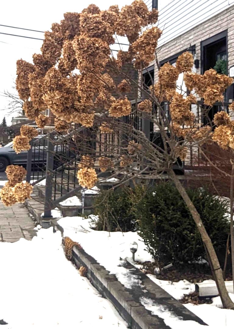 My Hydrangea tree is leaning over, help!