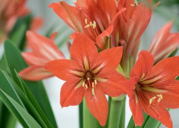 Ask Anna – Feb 2025 questions