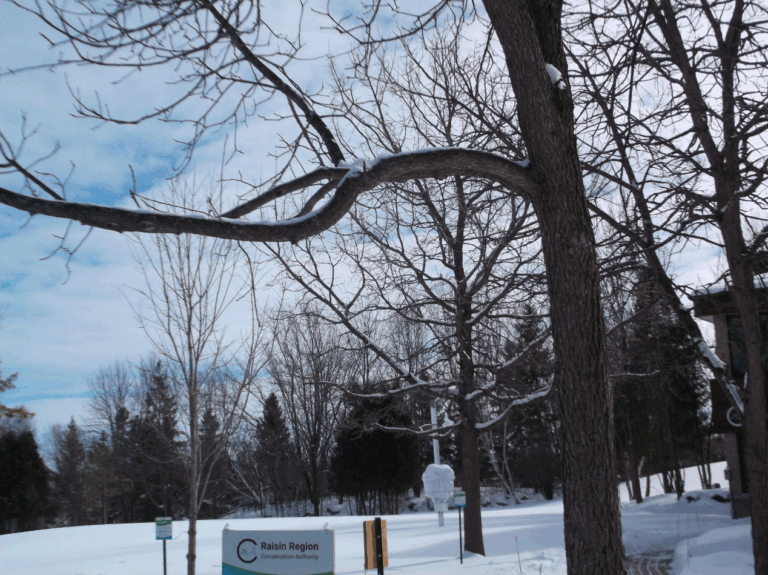 A WALK THROUGH THE WOODS.