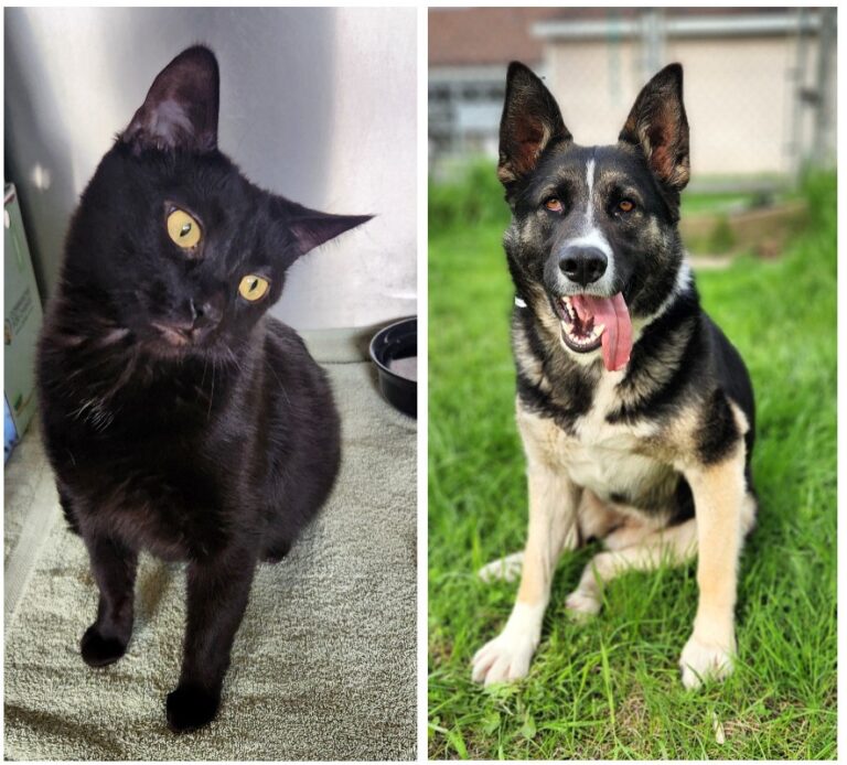 Find your perfect match at the Ontario SPCA’s adoption event on May 23-25 weekend
