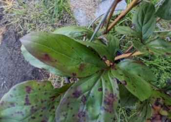 Ask Anna – July 2025 Questions