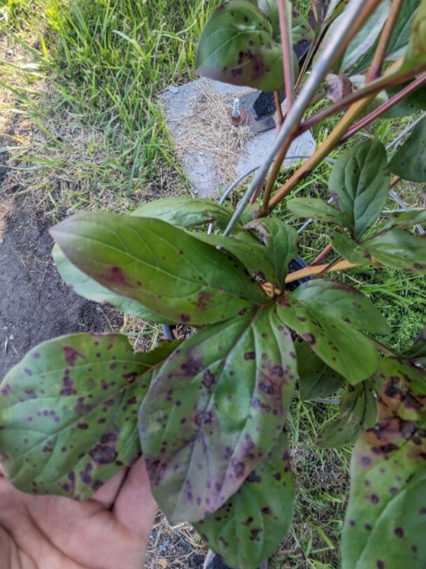 Ask Anna – July 2025 Questions