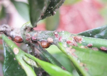 August Questions – Ask Anna