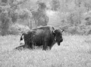 a black and white photo of a bison in a field