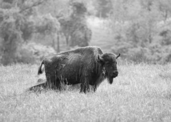 a black and white photo of a bison in a field