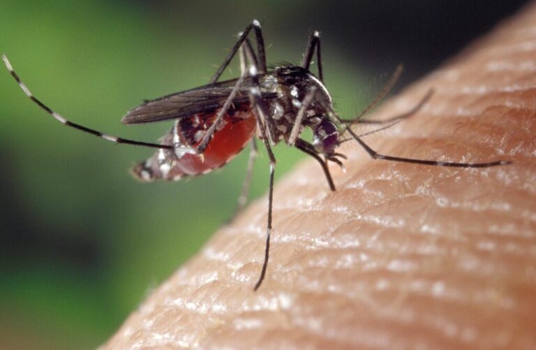 West Nile Virus Present in EOHU Area