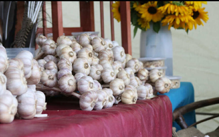 11th Annual Eastern Ontario Garlic Festival happening tomorrow, Saturday September 20th – 11 am to 5 pm in Lamoureux Park, Cornwall