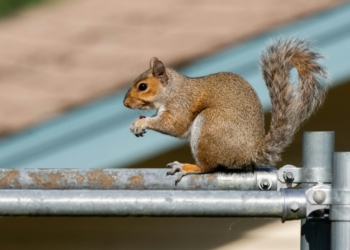 brown squirrel on gray metal bar