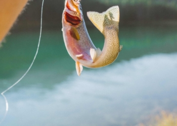yellow and white fish on water