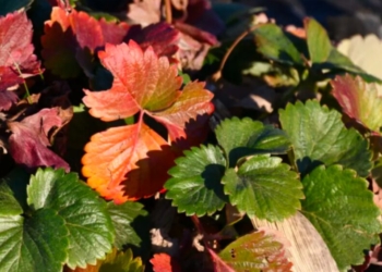 Ask Anna – October 2025 Questions