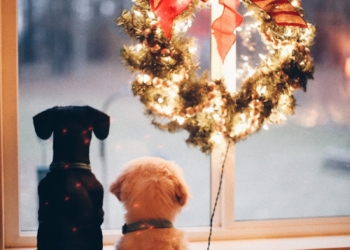 two black and white dogs near lighted wreath